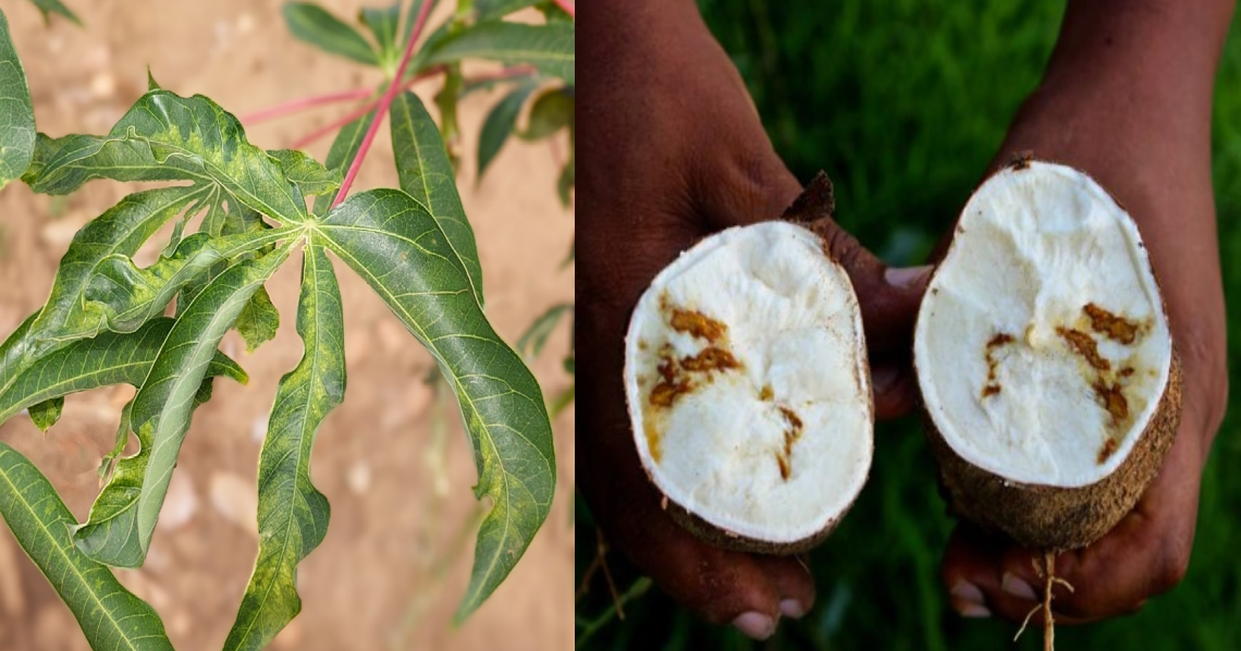 Cassava brown streak disease